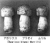 アガリクス・ブラゼイ・ムリル「Agaricus Blazei Murrill」