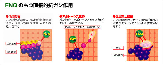 FNQのもつ直接的抗がん作用